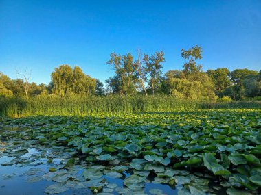 Toronto, ON, Kanada 14 Haziran 2024: Mavi gökyüzünün altındaki Humber Nehri manzarası..