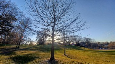 Güneş batarken yapraksız bir ağaç çimenli bir tepenin üzerine uzun bir gölge düşürür ve ilkbahar parkında sıcak bir altın parıltısı yaratır..