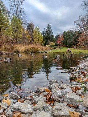 Toronto 'nun huzurlu parkında, sonbahar ağaçlarıyla çevrili huzurlu bir göletin kıyısında ördekler toplanıyor..