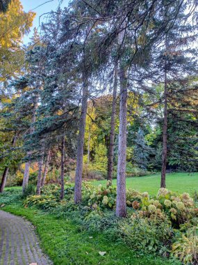 Toronto, Kanada 'da uzun ağaçlarla çevrili renkli bir çiçek bahçesinde güneşli bir yol esiyor..