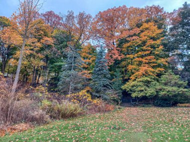 Toronto, Kanada 'da canlı sonbahar ağaçlarıyla çevrili yeşil bir çimenliğin kenarını kıvrımlı bir patika takip ediyor..