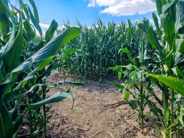 Toronto, ON, Kanada 9 Eylül 2024: Güneşli bir mısır labirenti yolu açık mavi bir gökyüzü altında, dağınık bulutlar altında uzun yeşil sapların arasından esiyor...