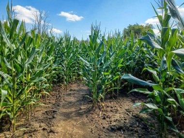Toronto, ON, Kanada 9 Eylül 2024: Güneşli bir mısır labirenti yolu açık mavi bir gökyüzü altında, dağınık bulutlar altında uzun yeşil sapların arasından esiyor...