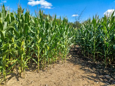 Toronto, ON, Kanada 9 Eylül 2024: Güneşli bir mısır labirenti yolu açık mavi bir gökyüzü altında, dağınık bulutlar altında uzun yeşil sapların arasından esiyor...