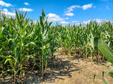Toronto, ON, Kanada 9 Eylül 2024: Güneşli bir mısır labirenti yolu açık mavi bir gökyüzü altında, dağınık bulutlar altında uzun yeşil sapların arasından esiyor...