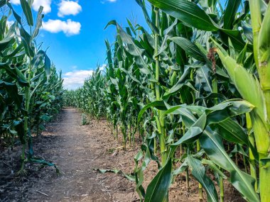 Toronto, ON, Kanada 9 Eylül 2024: Güneşli bir mısır labirenti yolu açık mavi bir gökyüzü altında, dağınık bulutlar altında uzun yeşil sapların arasından esiyor...