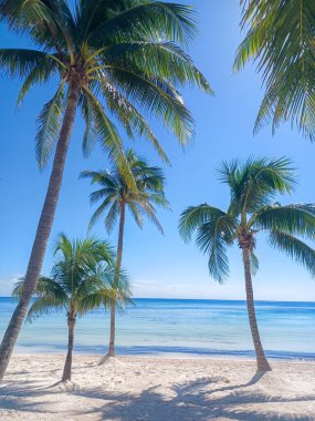 Quintana Roo, Meksika - 20 Kasım 2024 Playa del Car bölgesinde Playa del Carmen, Meksika