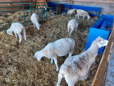 Toronto, Kanada 1 Eylül 2024: Bir grup koyun güneşli bir öğleden sonra Downey Çiftliği 'ndeki bir ahırda saman yiyor..