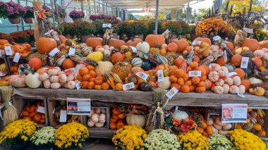 Toronto, ON, Kanada - 1 Ekim 2025: Bir dekoratif piyasa, sonbahar sezonu için bol miktarda minyatür kabak, balkabağı, mısır ve korkuluk hasadı sergiliyor.