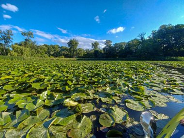  View of the Humber River under a clear blue summer sky.