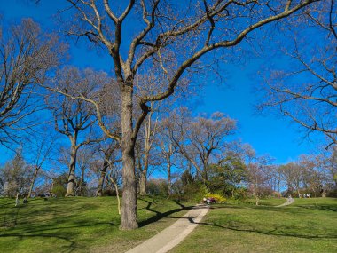 Ziyaretçiler High Parks 'ta yürürken ve dinlenirken yapraksız ağaçlar açık gökyüzünün altında dimdik duruyorlar..