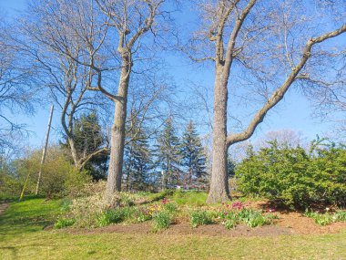 Ziyaretçiler High Parks 'ta yürürken ve dinlenirken yapraksız ağaçlar açık gökyüzünün altında dimdik duruyorlar..