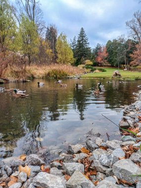 Ördekler Toronto 'daki sakin park ortamında sonbahar ağaçlarıyla çevrili huzurlu bir göletin kıyısında toplanıyor..