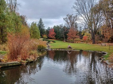 Toronto 'nun huzurlu parkında, sonbahar ağaçlarıyla çevrili huzurlu bir göletin kıyısında ördekler toplanıyor..