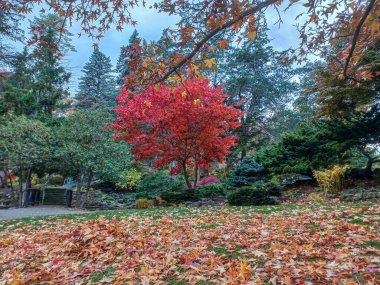 Toronto, Kanada 'da canlı sonbahar ağaçlarıyla çevrili yeşil bir çimenliğin kenarını kıvrımlı bir patika takip ediyor..