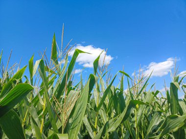 A sunny corn maze path winds through tall green stalks under a bright blue sky with scattered clouds.