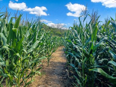  A sunny corn maze path winds through tall green stalks under a bright blue sky with scattered clouds.