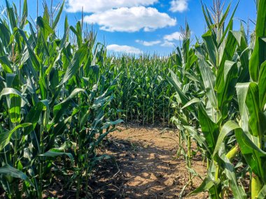 A sunny corn maze path winds through tall green stalks under a bright blue sky with scattered clouds.