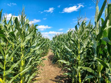  A sunny corn maze path winds through tall green stalks under a bright blue sky with scattered clouds.