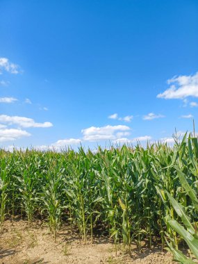 : A sunny corn maze path winds through tall green stalks under a bright blue sky with scattered clouds.