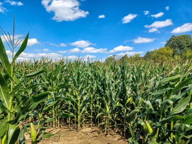  A sunny corn maze path winds through tall green stalks under a bright blue sky with scattered clouds.