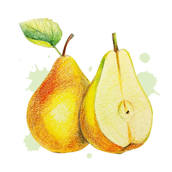 pear pencil drawing sweet fruity