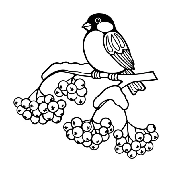 Линейное Искусство Птица Бульфинч Снежной Ветке Рябины Иллюстрация Раскраски Вектор — стоковый вектор
