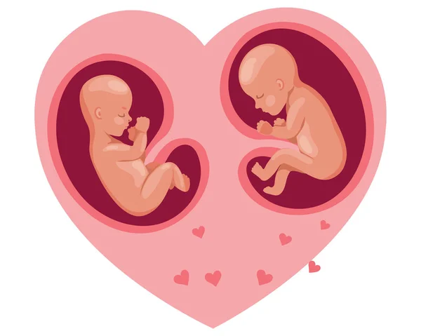 Två Embryon Mammas Hjärta Fostrets Utveckling Graviditet Illustration Vektor — Stock vektor