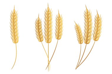 Set of ears of wheat. Logo, icon, decor element, vector