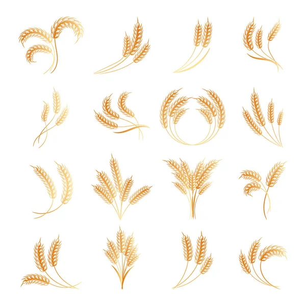 Set of logos from spikelets of wheat, rye, barley, golden design. Decor elements, icons, vector