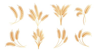 Set of logos from spikelets of wheat, rye, barley, golden design. Decor elements, icons, vector