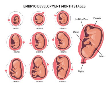 Embryo in the womb, set. Development and growth of the fetus at different stages of pregnancy, monthly period. Illustration, vector clipart