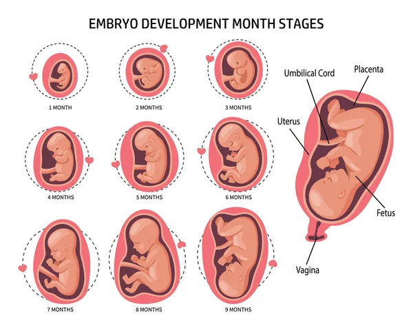 Embryo Womb Set Development Growth Fetus Different Stages Pregnancy Monthly — Stock Vector