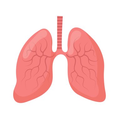 Lungs. Internal human organs. Human anatomy, respiratory system. The concept of medicine and healthcare. Vector