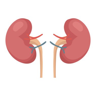 Kidneys. Internal human organs. Human anatomy. The concept of medicine and healthcare. Vector