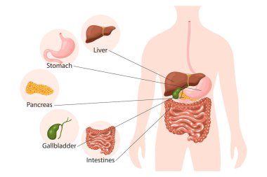 Human digestive system anatomy, infographics banner. Liver, stomach, pancreas, gallbladder, intestines and human body. Medical concept. Poster, vector