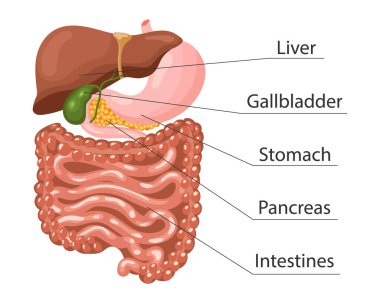 Human digestive system anatomy, infographics banner. Liver, stomach, pancreas, gallbladder, intestines. Medical concept. Poster, vector