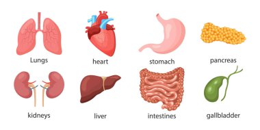 Set of human internal organs. Lungs, heart, liver, kidneys, stomach, pancreas, gallbladder, intestines. Medicine concept. Digestive, respiratory, cardiological, urological anatomy icons.