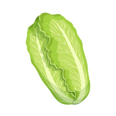Fresh green chinese cabbage, bok choy, petsai or lettuce, food. Botanical illustration. Vector
