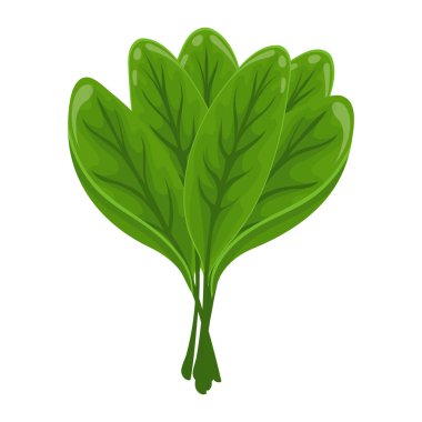 Fresh green leaves of sorrel on a white background, food. Botanical illustration. Vector