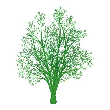 Fresh green branches of dill on a white background, food. Botanical illustration. Vector