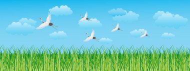 Landscape, green field, cloudy sky and white flying cranes. Seamless border, landscape background, illustration, vector