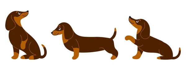 Set Cute Purebred Dachshunds Different Poses Illustration Cartoon Style Vector — Stock Vector