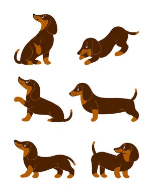 Set of cute purebred dachshund dogs in different poses. Cartoon style illustration, vector