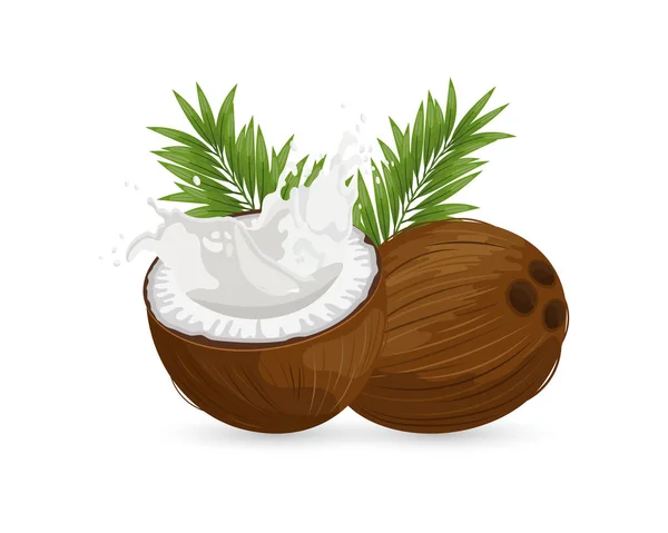 Kokosnuss Und Geschnittene Kokosnuss Mit Milchspritzer Auf Weißem Hintergrund Abbildung — Stockvektor