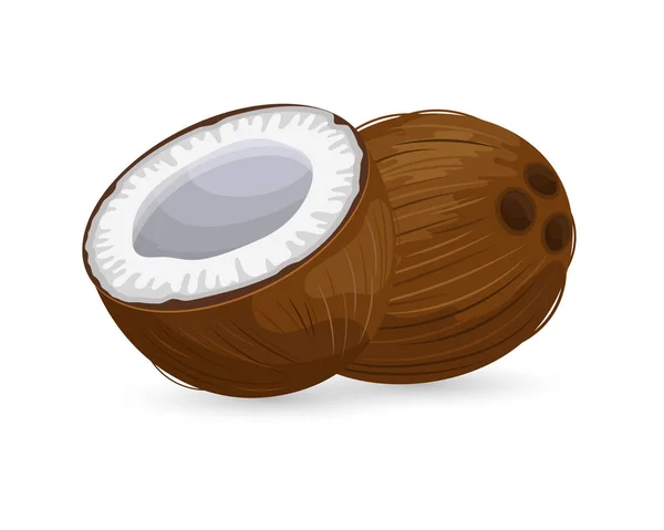 Kokosový Ořech Krájený Kokos Bílém Pozadí Tropické Ovoce Ilustrace Vektor — Stockový vektor