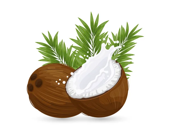 Kokosnuss Und Geschnittene Kokosnuss Mit Milchspritzer Auf Weißem Hintergrund Abbildung — Stockvektor