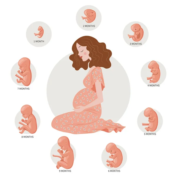Kobiety Ciąży Embriony Niemowląt Różnych Stadiach Rozwoju Koncepcja Medycyny Opieki — Wektor stockowy