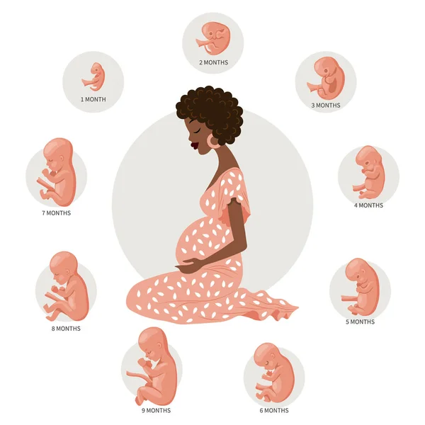 Schwangere Und Baby Embryonen Unterschiedlichen Stadien Der Entwicklung Das Konzept — Stockvektor