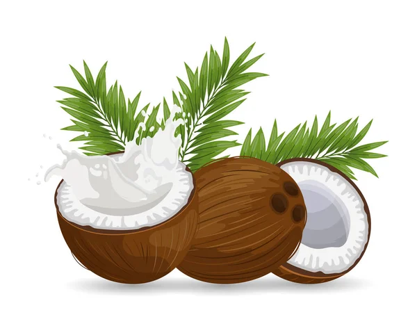 Kokosový Ořech Krájený Kokos Šplouchnutím Mléka Bílém Pozadí Palmovými Listy — Stockový vektor